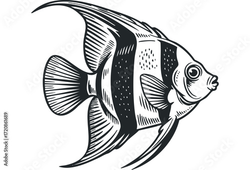 Black and White Angelfish Aquatic Life Sketch. Vector hand drawn illustration