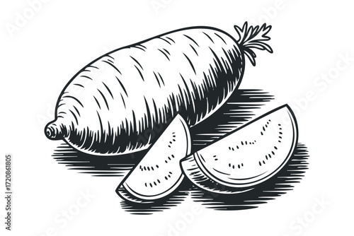 Whole and sliced root vegetable with leafy top. Vector hand drawn illustration