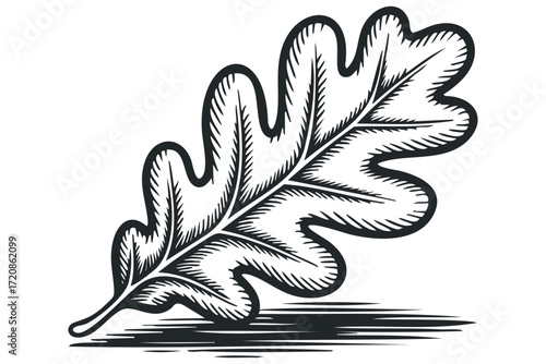 Black and White Oak Leaf Graphic. Vector hand drawn illustration