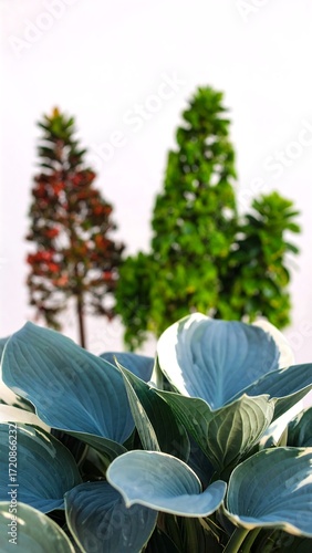Close-up of a textured, bluish-gray plant with white highlights, featuring other plants in soft focus in the background