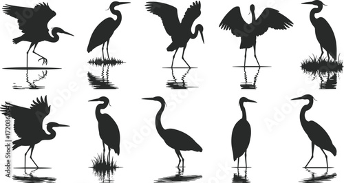 Heron bird silhouettes standing, flying, and wading in water with reflections, nature wildlife scene, wetland birds, elegant wild bird poses, natural habitat.