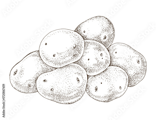 Raw potatoes hand drawn vector