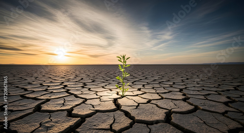 alone plant in cracked earth 