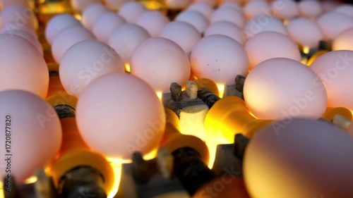 The eggs are on the production line.