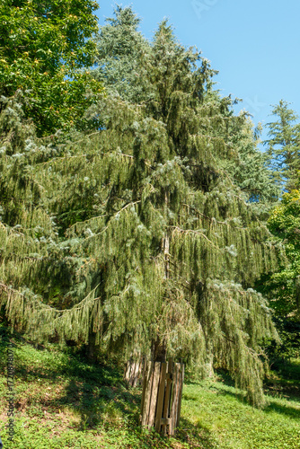 Picea breweriana Mähnenfichte, Siskiyou-Fichte. Brewers Fichte Habitus