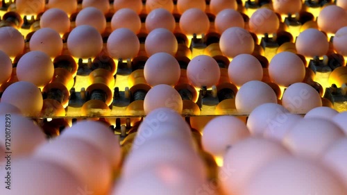 The eggs are on the production line.