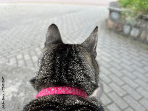 Close-up view of a cat in a pink collar looking ahead on a paved street, evoking themes of stray animals, adoption, and animal welfare in urban environments.