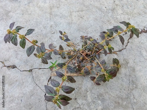 Plant on the rocks. Euphorbia hirta