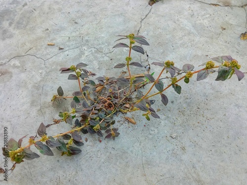 Plant on the rocks. Euphorbia hirta