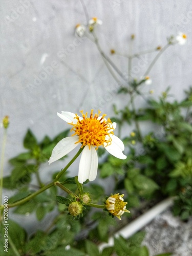 white daisy flower. Ketul flowers or bidens pilosa