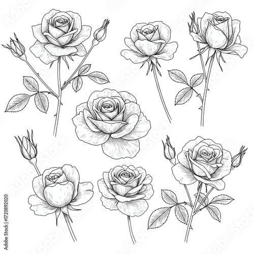 Elegant rose blossoms and buds for romantic designs or vintage botanical illustrations, originally a scalable vector graphic transformed to PNG