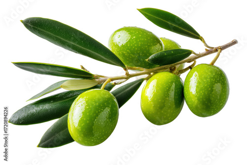 Wallpaper Mural Close up view of a branch bearing fresh green olives and leaves on transparent background Torontodigital.ca