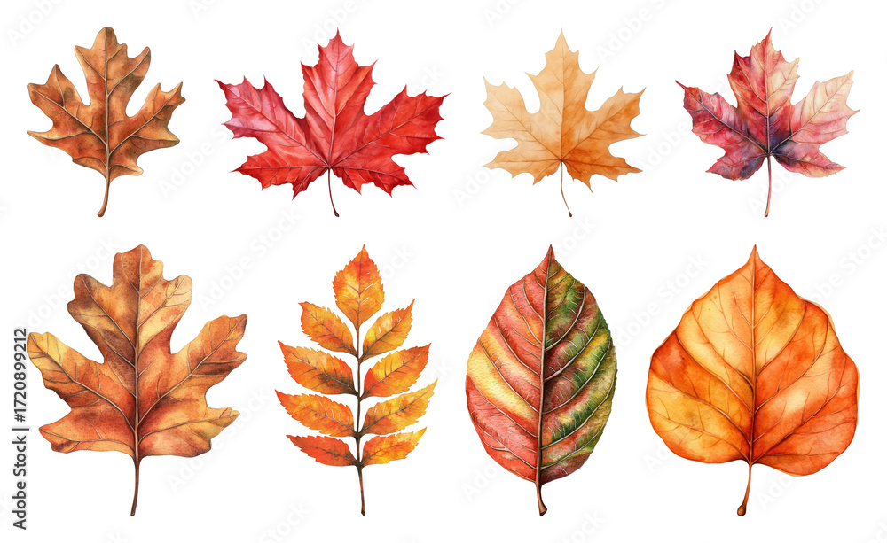 Fototapeta premium Colorful autumn leaves illustration.