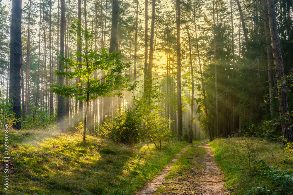 Fototapeta premium Mglisty poranek w lesie na Mazurach.