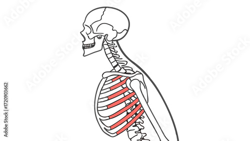Anatomical Illustration of Human Skeletal Structure with Red Highlighted Ribs