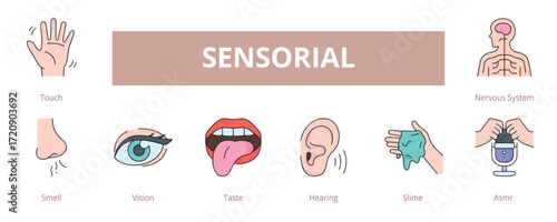 Sensorial Lineal Color Banner Web Icon Set Vector Illustration, Touch Smell Vision Taste Hearing Slime ASMR Nervous System
