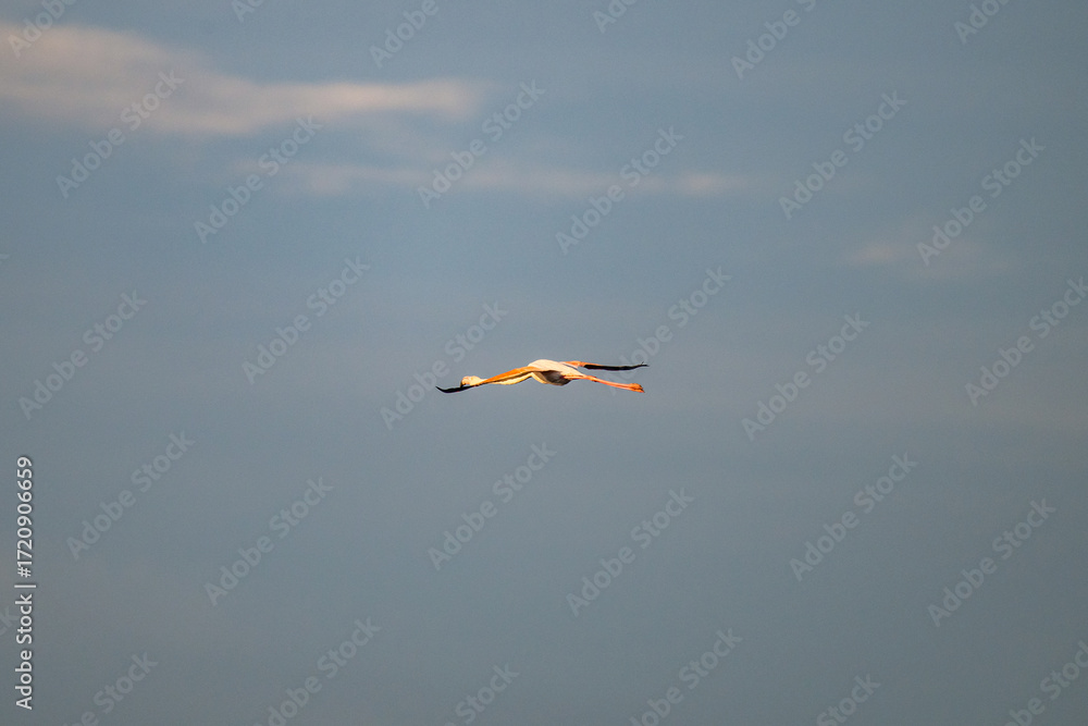 Obraz premium flying Flamingo at dawn pastel colors in middle of water pond Biguglia Corsica near Bastia Tall grasses on background