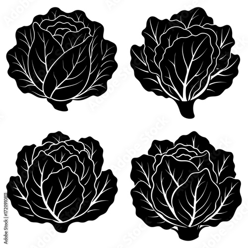 Four black and white cabbage heads with detailed leaf venation arranged symmetrically on a white background