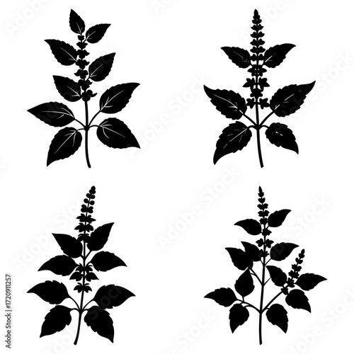 Four black silhouettes of basil plants with leaves and flower spikes on a white background in a pattern