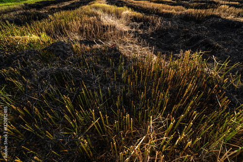 view landscape of burning of straw in the agricultural harvested rice field with dry stalks and burnt patches in Asia country agriculture harvest Thailand.