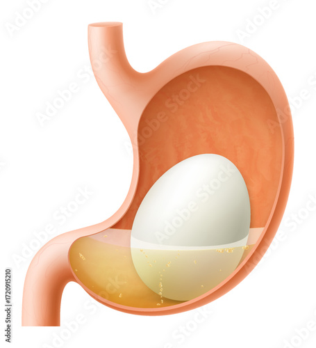 Human Stomach with egg. The stomach digests boiled chicken egg. A stomach filled with healthy food. Proper nutrition. Realistic 3d Vector illustration. Food digestion process illustration