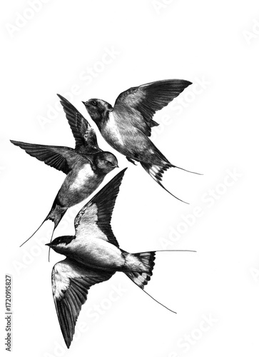 Photography Swallows birds drawing, black and white, pencil drawing, animal art, wire-tailed