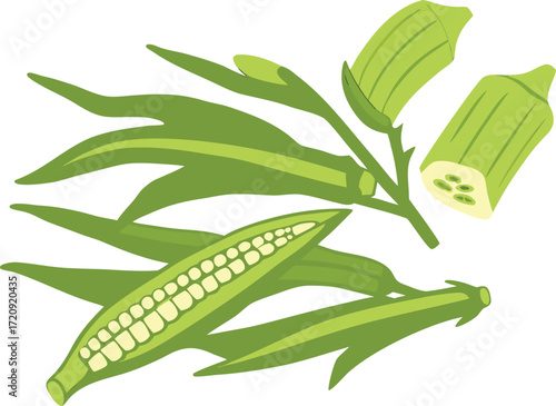 Fresh green okra pods with visible seeds and leaves vector