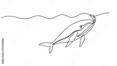 wild whale fish continuous one line drawing animation, Animated self drawing of continuous one line draw wild whale fish swimming in sea life. Marine animal digital concept. Blue whale and scuba diver
