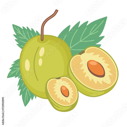 Green plum fruit with leaves and cut halves yellow orange