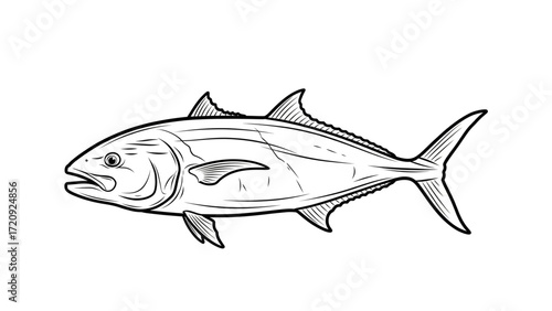 Black and white vector illustration of a large amberjack fish isolated on white background, realistic hand drawn marine species artwork for fishing, seafood industry, nature studies
