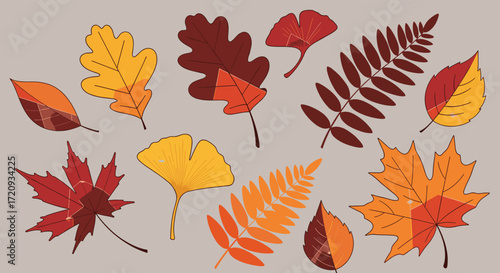 A charming collection of assorted autumn leaves in warm seasonal colors. A beautiful decorative illustration for fall.