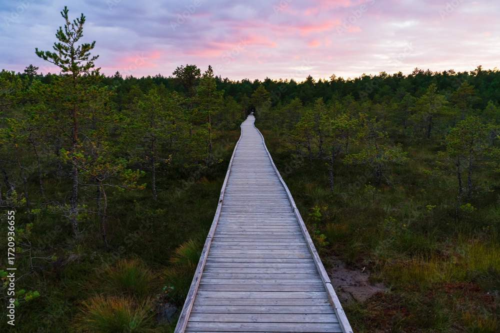 Fototapeta premium Wooden boardwalk path leading through green Estonian bog forest with dramatic colorful sunset sky, tranquil wild nature travel and hiking destination