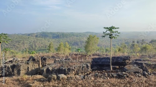 Landscape forest in Gunungkidul Yogyakarta