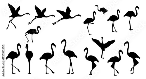 Silhouette Graphic Flamingo Bird Flying Posing Collection Wildlife Illustration