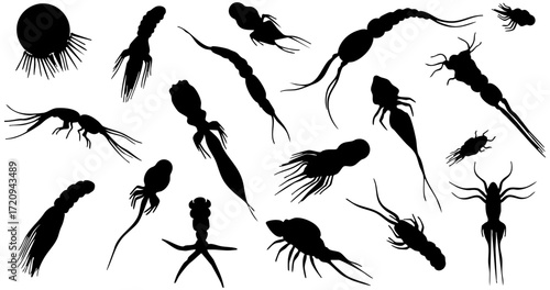 Silhouette Various Aquatic Microorganism Specimen Shapes Education Illustration