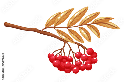 Rowan Tree Branch with Red Berries Illustration