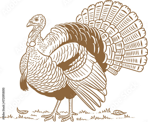 Elegant turkey with fanned tail feathers stands proudly in a natural setting