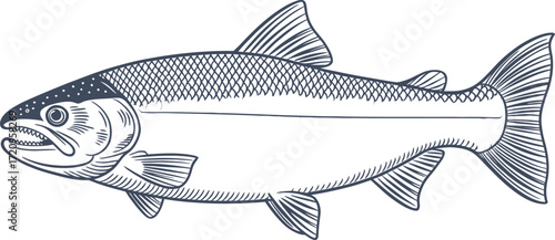 Detailed illustration of a sleek salmon swimming gracefully in clear water.