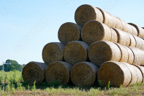 Bales of straw collected and stacked in a field. Early autumn. Indian summer.