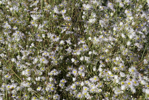 Textures in nature. Flowers and petals. Sunlight. Early autumn. Indian summer.