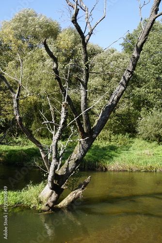 A fallen, water-washed tree in a riverbed. The beautiful trunk of a dry plant. Indian summer.