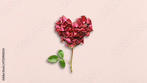 Foto Red heart rose with light pink background showing the strenght of love 4K HD