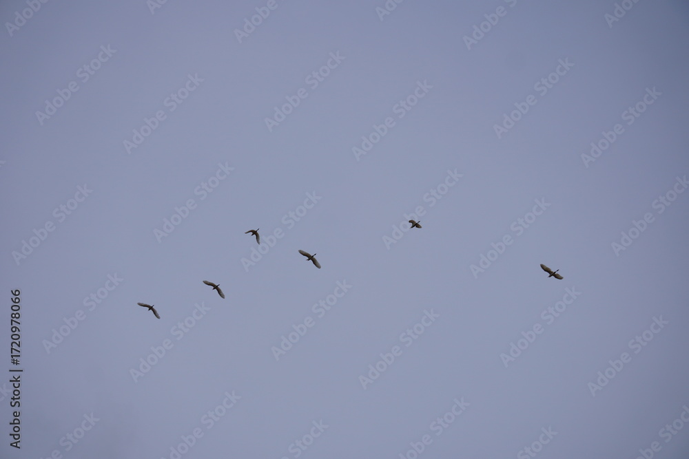 Fototapeta premium Birds Flying in Formation Against Clear Blue Sky