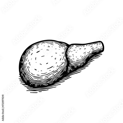 Monochrome engraved illustration unveils intricate liver anatomy offering scientific artistic