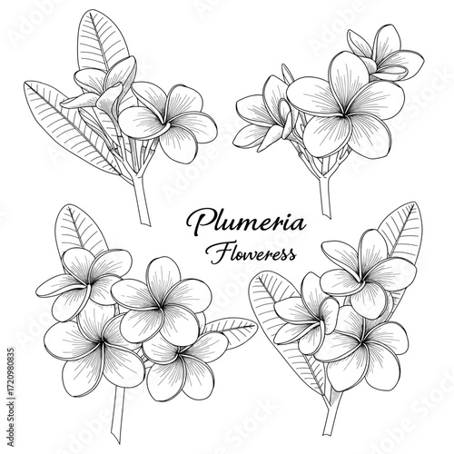 Elegant plumeria flower sketches for tropical designs, botanical illustrations, and serene floral art projects with timeless beauty and delicate detail