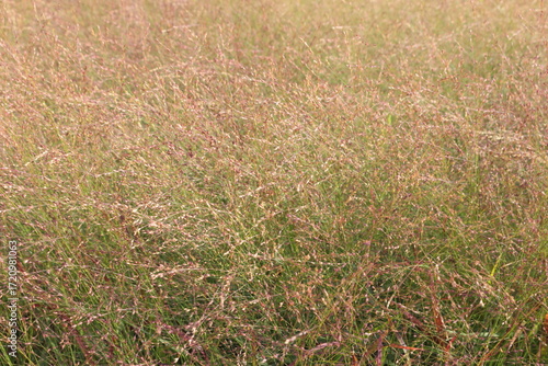 Panicum virgatum. Ornamental grass in the garden.