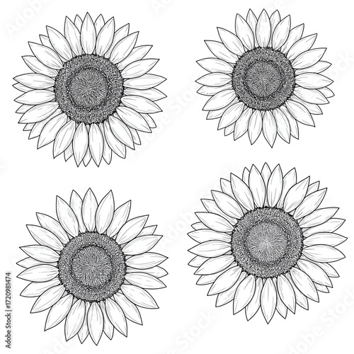 Elegant sunflower blossom cluster for creative design projects, perfect for summer themes and natural beauty promotions, detailed flower illustrations