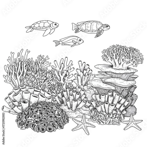 Detailed coral reef ecosystem drawing with sea turtles and starfish, perfect for educational materials and marine biology projects, originally vector art