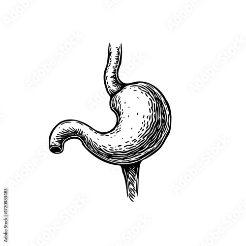 Vintage anatomical illustration of the human stomach showcasing its complex structure and