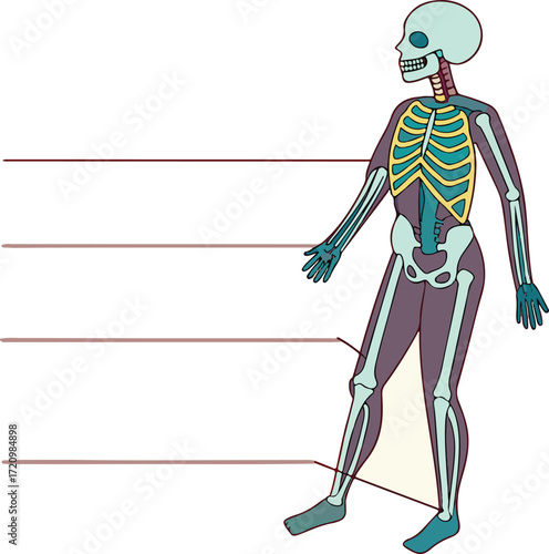 Human Skeleton and Muscular System Diagram with Label Lines